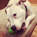 Load image into Gallery viewer, Dinosaur Egg Dog Chew Toy & Treat Dispenser - USA Made | SodaPup