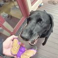 Load image into Gallery viewer, Butterfly Nylon Chew & Enrichment Toy | 2-in-1 for Aggressive Chewers | SodaPup