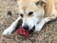 Load image into Gallery viewer, Cherry Pie Nylon Dog Chew Toy for Aggressive Chewers | USA Made | SodaPup