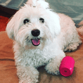 Load image into Gallery viewer, Puppy Can Toy Durable Rubber Chew Toy & Treat Dispenser For Teething Pups