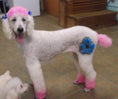 Load image into Gallery viewer, Critter Color - Temporary Pet Fur Coloring/Dog Dye