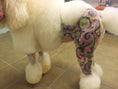 Load image into Gallery viewer, Critter Color - Temporary Pet Fur Coloring/Dog Dye