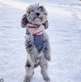 Load image into Gallery viewer, Spencer Dog Sweater