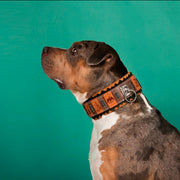 The ''SPQR'' Dog Collar
