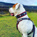 Load image into Gallery viewer, "EROS" BIG dog SET- Harness - collar - lead. Black & Red
