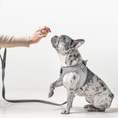 Load image into Gallery viewer, DOGISTRY SoHo Dog Harness - Steel