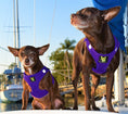 Load image into Gallery viewer, EcoBark Step In Dog Harness - XXXS to Small Breeds- Reflective Soft Mesh Harness for Teacup, Small Dogs and Puppies / Purple