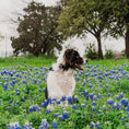 Load image into Gallery viewer, Sunshiney Florals Dog Bandana