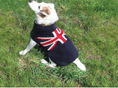 Load image into Gallery viewer, Union Jack Wool Dog Sweater
