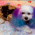 Load image into Gallery viewer, C’Mimi Designer Couture “Cleopatra” Dog Party Dress - Southlake Paws