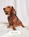 Load image into Gallery viewer, Wander! Bow Harness 2.0 - Cocoa Polka