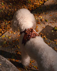 Load image into Gallery viewer, Wander! Bow Harness 2.0 - Cocoa Polka