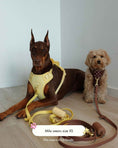 Load image into Gallery viewer, Wander! Bow Harness 2.0 - Cocoa Polka