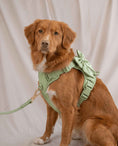 Load image into Gallery viewer, Wander! Bow Harness 2.0 - Matcha