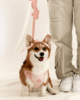 Load image into Gallery viewer, Wander! Bow Harness 2.0 - Blossom Gingham