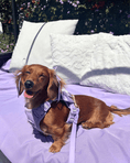 Load image into Gallery viewer, Wander! Bow Harness Lilac