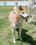 Load image into Gallery viewer, Wander! Multiway Leash - Lilac