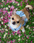 Load image into Gallery viewer, Wander! Bow Harness Sky