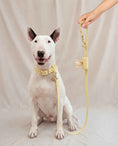 Load image into Gallery viewer, Wander! Collar 2.0 - Buttercream