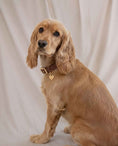 Load image into Gallery viewer, Wander! Collar 2.0 - Cocoa