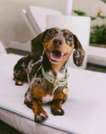 Load image into Gallery viewer, Wander! Collar 2.0 - Matcha