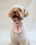 Load image into Gallery viewer, Satin Collar Bow - Blossom
