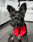 Load image into Gallery viewer, Satin Collar Bow - Cherry