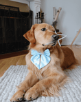 Load image into Gallery viewer, Satin Collar Bow - Sky