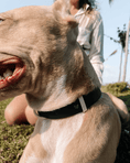 Load image into Gallery viewer, Wander! Waterproof Collar - Ballerina
