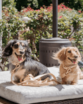 Load image into Gallery viewer, Wander! Multiway Leash - Latte
