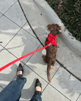 Load image into Gallery viewer, Wander! Multiway Leash - Cherry