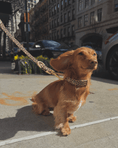 Load image into Gallery viewer, Wander! Multiway Leash - Leopard