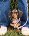 Load image into Gallery viewer, Wander! Waterproof Collar - Lilac