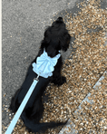 Load image into Gallery viewer, Wander! Multiway Leash - Sky