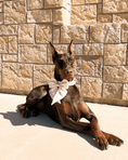 Load image into Gallery viewer, Wander! Waterproof Collar - Blossom