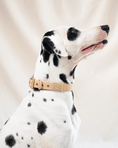 Load image into Gallery viewer, Wander! Waterproof Collar - Latte