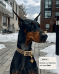 Load image into Gallery viewer, Wander! Waterproof Collar - Leopard