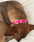 Load image into Gallery viewer, Wander! Waterproof Collar - Bubblegum