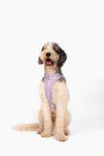Load image into Gallery viewer, Harness - Southlake Paws