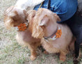 Load image into Gallery viewer, The "Flower" handmade puppy collar