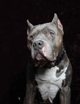 Load image into Gallery viewer, 'Black Giant'' collar
