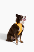 Load image into Gallery viewer, Harness - Southlake Paws