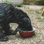 Red and white ceramic dog bowl
