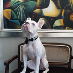 Zebra Sambboho dog collar (animal print collection)