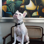 Zebra Sambboho dog collar (animal print collection)