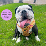 Club Pupicana - No Pull Adjustable Dog Harness