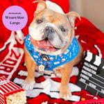 Howl-lywood - No Pull Adjustable Dog Harness