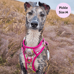 Pink Lemonade - Adventure No Pull Harness