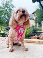 Shake it Off (Poochie's Version) - Adventure No Pull Harness