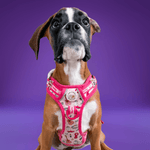 Shake it Off (Poochie's Version) - Adventure No Pull Harness